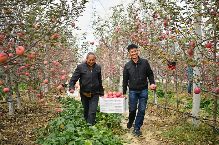 陕西延安市安塞区高桥镇南沟村的果农在果园采摘苹果(2022年10月27日摄)。新华社记者 张博文 摄