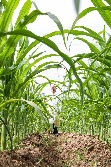 玉米育种专家程相文在海南三亚南繁科研育种基地观察玉米生长情况(2022年12月15日摄)。新华社记者 张丽芸 摄