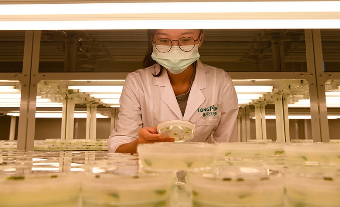 在海南省三亚市崖州湾科技城的崖州湾种子实验室，隆平生物技术公司科研人员在开展科研工作(2021年11月25日摄)。新华社记者 杨冠宇 摄