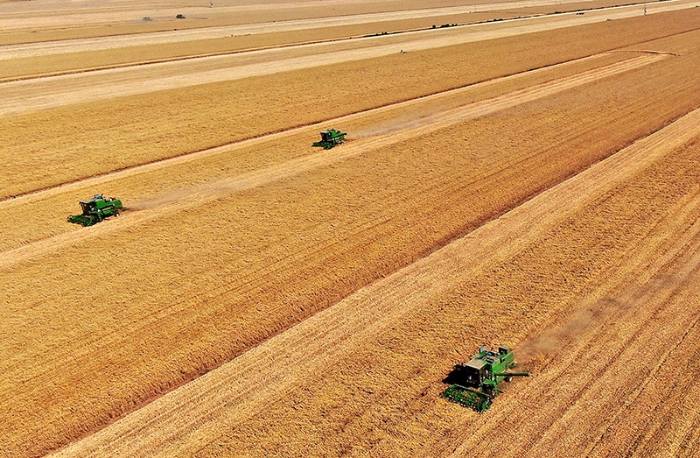 在河南省黄泛区农场九分场的麦田里，农机手操作收割机收获小麦(2021年6月6日摄，无人机照片)。新华社记者 李安 摄